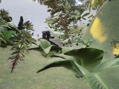 AztecJungleScene_03